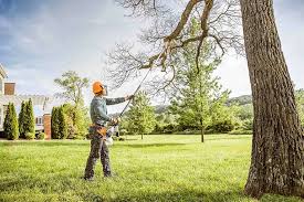 Best Fruit Tree Pruning  in Ardmore, AL