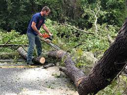 How Our Tree Care Process Works  in  Ardmore, AL