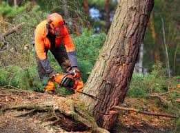 Reliable Ardmore, AL Tree Care Solutions