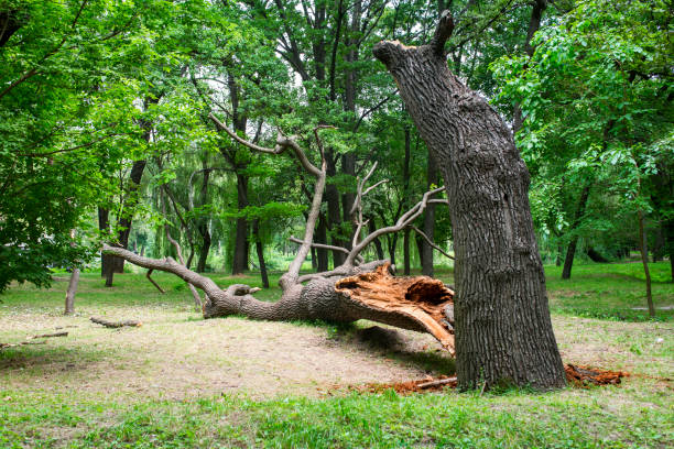 Pest Control for Lawns in Ardmore, AL