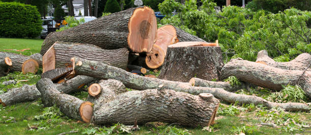 Best Emergency Tree Removal  in Ardmore, AL