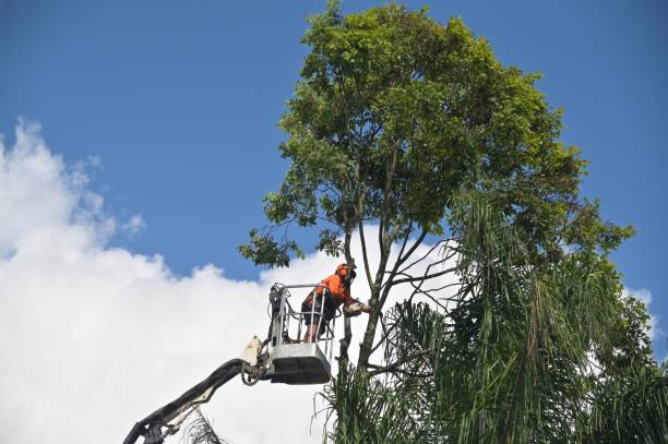 Best Tree Removal  in Ardmore, AL