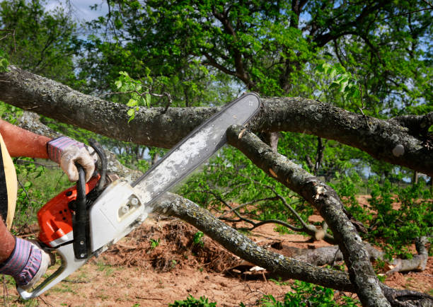 Lawn Watering Services in Ardmore, AL
